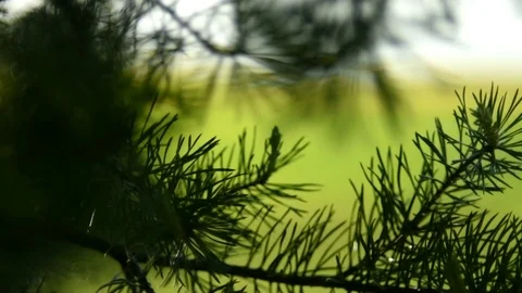 Pine tree 動画素材 90223093