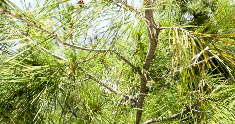 Pine tree Stock Footage 91736869