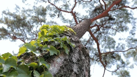 Pine tree Stock Footage 94025168