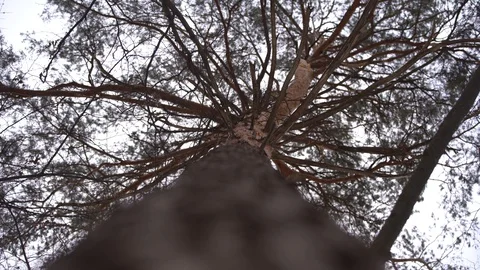 The pine tree 스톡 동영상 101732709