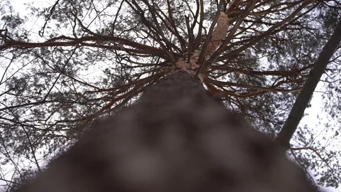 The pine tree 스톡 동영상 101732717