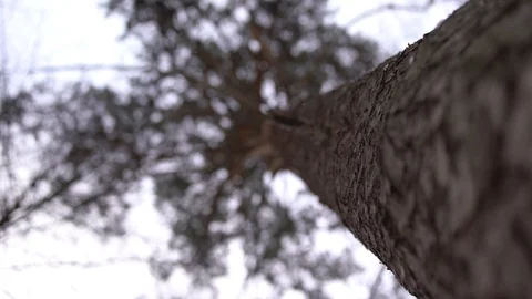 The pine tree Stock Footage 101732723