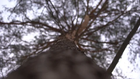 The pine tree Stock Footage 101732739
