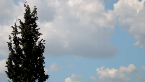 Pine tree Stock Footage 133143115