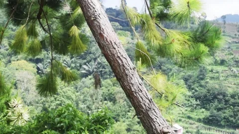 A Pine tree Stock Footage 149856406