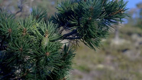 PINE TREE Stock Footage 158047706
