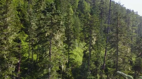 Pine tree Video stock 166091440