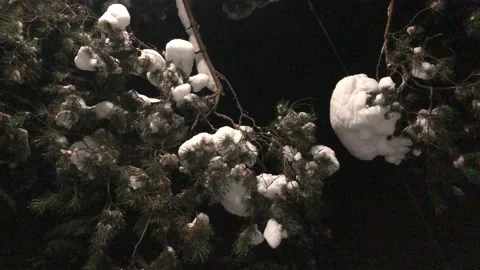 Pine tree Stock Footage 169659668