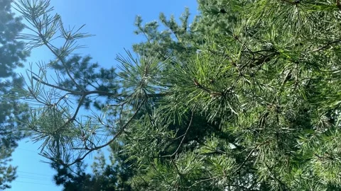 Pine tree Stock Footage 182779518