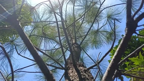 Pine tree Stock Footage 212096453