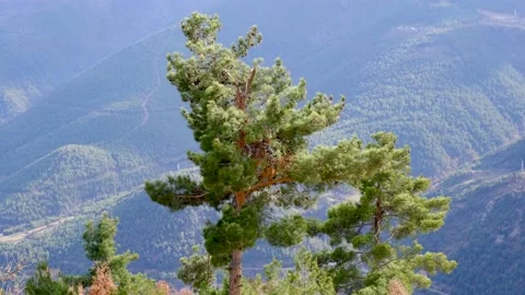 Pine tree Stock-Footage 232208290