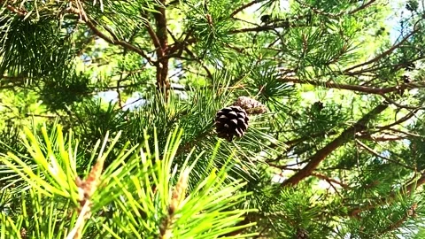 Pine on tree 스톡 동영상 239453351