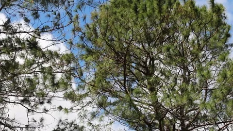 PINE TREE Stock-Footage 250335598
