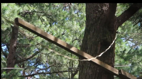 PINE TREE Stock-Footage 250624809