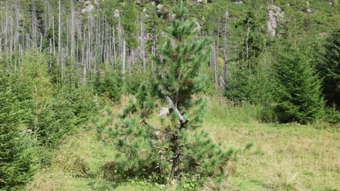 Pine tree 스톡 동영상 324966315