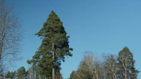 A pine tree Stock Footage 331314263