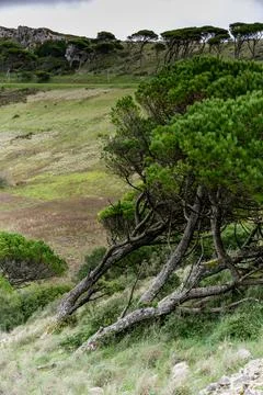 Pine tree foreground on mountain valley slope Stock Photos