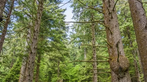 Pine Tree Forest 4K Drone Footage of Evergreen Coniferous Forest With Needle L Stock Footage 309316486