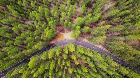 Pine tree forest aerial top view. Aerial Top Down Flyover Shot. 库存影片 248902044