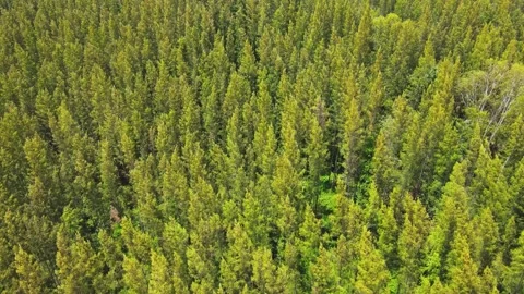 Pine tree forest aerial view from above. 库存影片 248901969