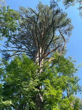 Pine tree in the forest against the blue sky. Summer landscape. 写真素材