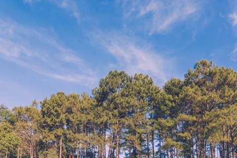 Pine tree forest and blue sky with vintage toned Stock Photos