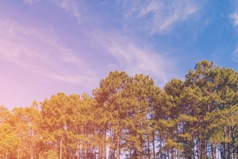 Pine tree forest and blue sky with sunlight, vintage toned. Stock Photos