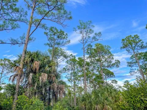 Pine tree forest in and blue sky landscape Stock Photos