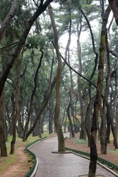 Pine tree forest and curved path Stock Photos