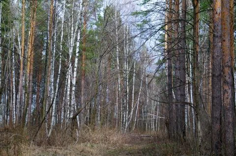 Pine tree forest and ferns Stock Photos