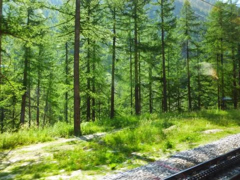Pine tree forest and grass beside railway line in Europe Stock Photos