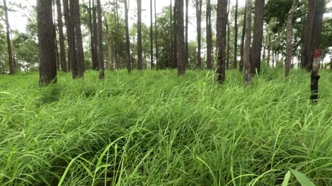 Pine Tree Forest and Green Grass Landscape in Kirirom National Park Cambodia Stock Footage 341961189