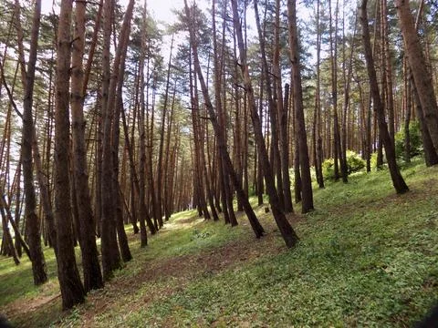 Pine Tree Forest and green grass in the Surami, Georgia Stock Photos