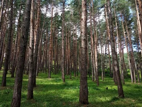 Pine Tree Forest and green grass in the Surami, Georgia Stock Photos