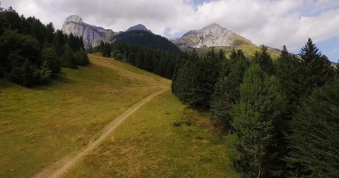 Pine tree forest and mountains on a sunny day Stock Footage 106202509