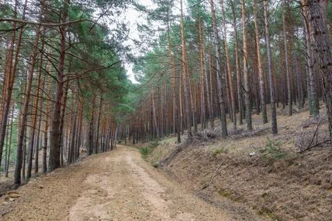 Pine tree forest and track 스톡 사진