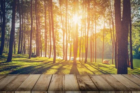 Pine tree forest and wood plank floor with sunrise. Vintage style. Stock Photos