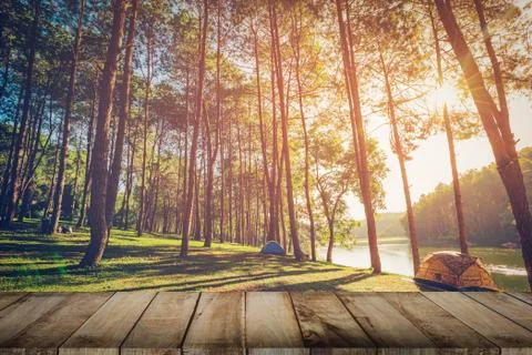 Pine tree forest and wood plank floor with sunrise. Vintage style. Stock Photos