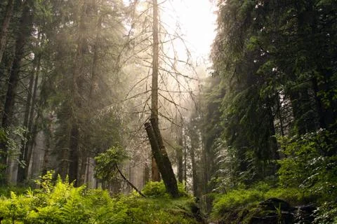 Pine tree forest in Apuseni Mountains Romania Stock Photos