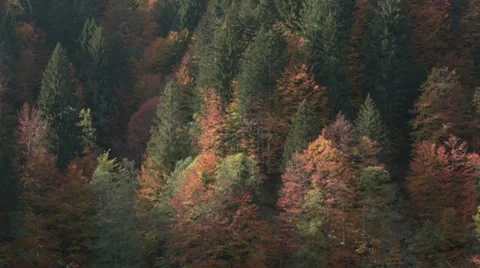 Pine tree forest in autumn | Italian alps | Static Shot Stock-Footage 32425405