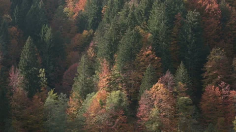 Pine tree forest in autumn | Italian alps | Static Shot Stock-Footage 32517859