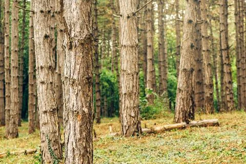 Pine tree forest in autumn october afternoon Stock Photos