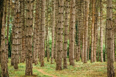 Pine tree forest in autumn october afternoon Stock Photos