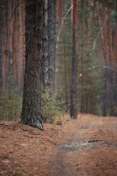 Pine tree in forest in Autumn Stock Photos