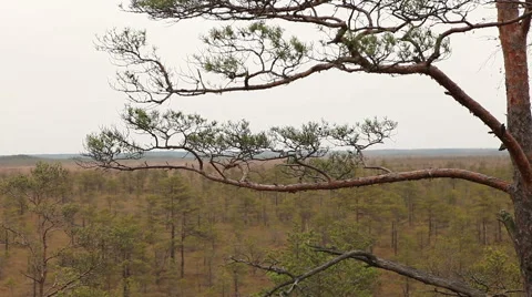 Pine tree forest in autumn from top footage Stock Footage 45289118