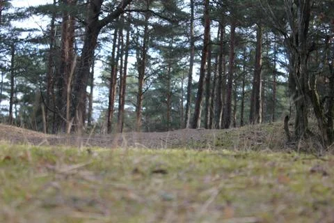 Pine tree forest (background, nature) Stock Photos