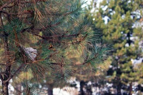 Pine tree with forest in the background Fotos Stock