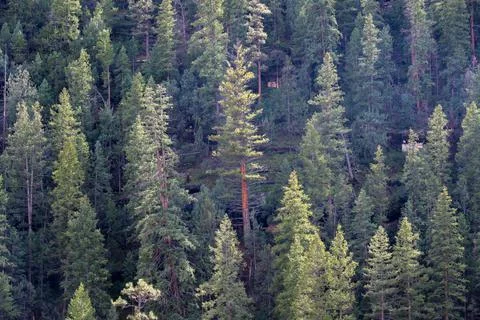 A Pine tree forest background from Walnut Canyon National Park Stock Photos