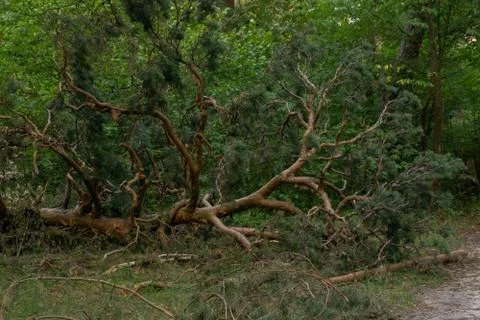 Pine tree in the forest with beautiful branches Stock Photos
