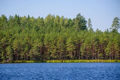 Pine tree forest behind the lake. Stock Photos